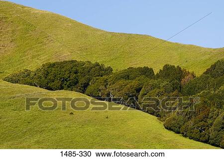 Trees on hills View Large Photo Image Stock Image - Trees on hills. Fotosearch