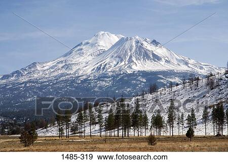 Trees with snowcapped mountains, Mt Shasta, Siskiyou County, California, USA View Large Photo Image Stock Photo - Trees with snowcapped mountains, Mt Shasta, Siskiyou County, California, USA. Fotosearch