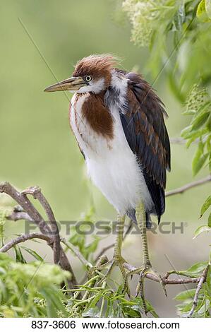 Tricolored heron (Egretta tricolor) perching on a tree branch View Large Photo Image Stock Photograph - Tricolored heron (Egretta tricolor) perching on a tree branch. Fotosearch