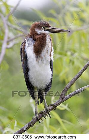 Tricolored heron (Egretta tricolor) perching on a tree branch View Large Photo Image Stock Photography - Tricolored heron (Egretta tricolor) perching on a tree branch. Fotosearch