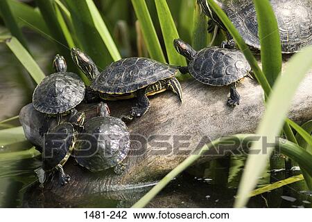 Turtles sunbathing on a log View Large Photo Image Stock Image - Turtles sunbathing on a log. Fotosearch