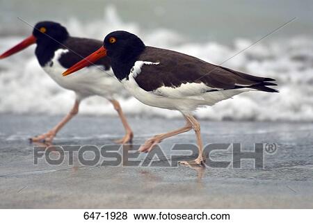 Stock Photo - Two American oystercatchers (Haematopus palliatus) on the beach. Fotosearch