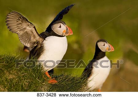 Two Atlantic puffins (Fratercula arctica) View Large Photo Image Stock Photo - Two Atlantic puffins (Fratercula arctica). Fotosearch