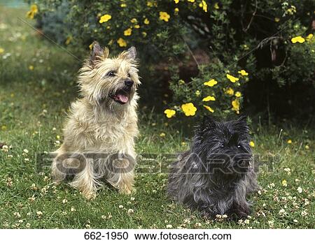 Stock Image - Two Border Terriers in a field. Fotosearch