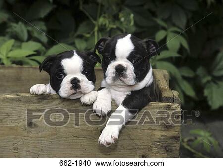 Two Boston Terrier puppies in a wooden box View Large Photo Image Stock Image - Two Boston Terrier puppies in a wooden box. Fotosearch