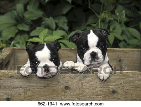 Two Boston Terrier puppies in a wooden box View Large Photo Image Stock Image - Two Boston Terrier puppies in a wooden box. Fotosearch