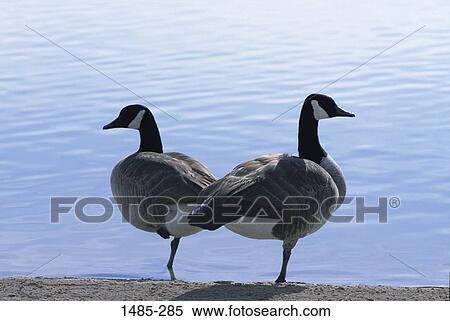 Two Geese at the lakeside View Large Photo Image Stock Photography - Two Geese at the lakeside. Fotosearch