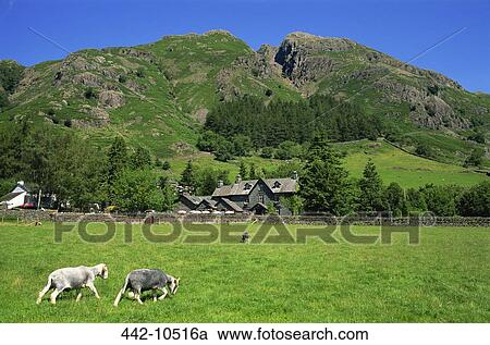 Two goats in a field with a hotel and mountain in the background, Great Langdale, Cumbrian Mountains, English Lake District, Cumbria, England View Large Photo Image Stock Image - Two goats in a field with a hotel and mountain in the background, Great Langdale, Cumbrian Mountains, English Lake District, Cumbria, England. Fotosearch