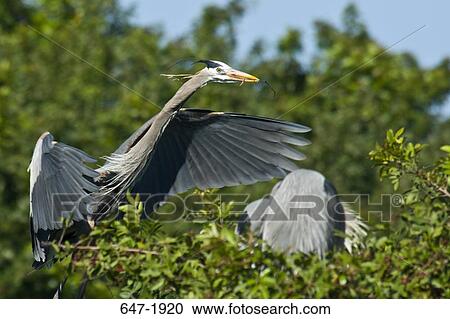 Two Great Blue herons (Ardea herodias) perching on a tree View Large Photo Image Stock Image - Two Great Blue herons (Ardea herodias) perching on a tree. Fotosearch