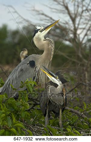 Two Great Blue herons (Ardea herodias) perching on the branch of a tree View Large Photo Image Stock Image - Two Great Blue herons (Ardea herodias) perching on the branch of a tree. Fotosearch