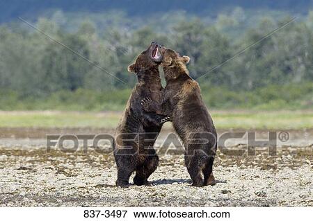 Two Grizzly bears (Ursus arctos horribilis) fighting at the riverside View Large Photo Image Stock Photo - Two Grizzly bears (Ursus arctos horribilis) fighting at the riverside. Fotosearch