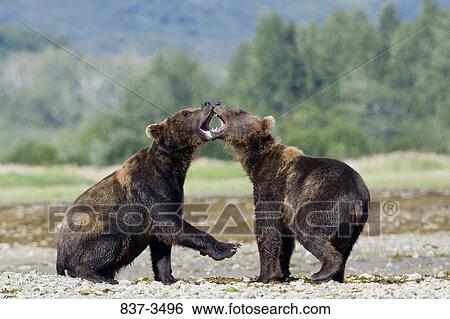 Two Grizzly bears (Ursus arctos horribilis) fighting at the riverside View Large Photo Image Stock Photograph - Two Grizzly bears (Ursus arctos horribilis) fighting at the riverside. Fotosearch