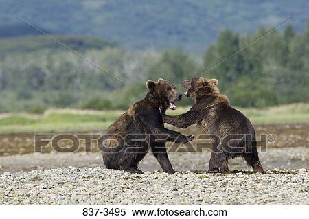 Two Grizzly bears (Ursus arctos horribilis) fighting at the riverside View Large Photo Image Stock Photography - Two Grizzly bears (Ursus arctos horribilis) fighting at the riverside. Fotosearch