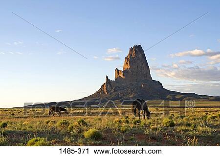 Two horses grazing in a field, Monument Valley, Arizona, USA View Large Photo Image Stock Image - Two horses grazing in a field, Monument Valley, Arizona, USA. Fotosearch