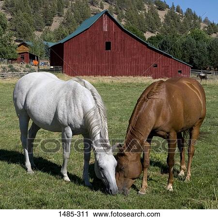 Two horses grazing in a field View Large Photo Image Stock Image - Two horses grazing in a field. Fotosearch