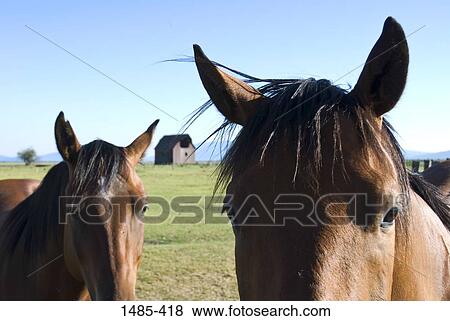 Two horses in a field, Oregon, USA View Large Photo Image Stock Photo - Two horses in a field, Oregon, USA. Fotosearch