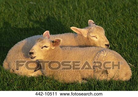 Two lambs resting in a field View Large Photo Image Stock Image - Two lambs resting in a field. Fotosearch