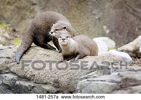 Two Oriental Short-Clawed otters (Aonyx cinerea) on a stone wall View Large Photo Image Stock Image - Two Oriental Short-Clawed otters (Aonyx cinerea) on a stone wall. Fotosearch