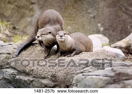 Two Oriental Short-Clawed otters (Aonyx cinerea) on a stone wall View Large Photo Image Stock Image - Two Oriental Short-Clawed otters (Aonyx cinerea) on a stone wall. Fotosearch