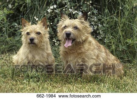 Two Terriers sitting in a field View Large Photo Image Picture - Two Terriers sitting in a field. Fotosearch