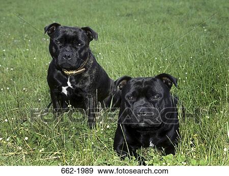 Stock Photo - Two Terriers sitting in a field. Fotosearch