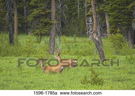 Two White-Tailed deer (Odocoileus virginianus) in a forest, Cascade Lakes Scenic Byway, Deschutes National Forest, Oregon, USA View Large Photo Image Stock Image - Two White-Tailed deer (Odocoileus virginianus) in a forest, Cascade Lakes Scenic Byway, Deschutes National Forest, Oregon, USA. Fotosearch
