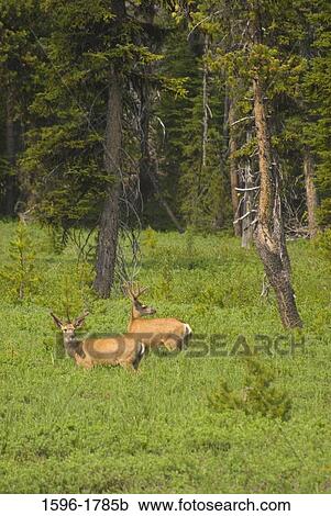 Stock Image - Two White-Tailed deer (Odocoileus virginianus) in a forest, Cascade Lakes Scenic Byway, Deschutes National Forest, Oregon, USA. Fotosearch