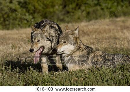 Two wolves in a field View Large Photo Image Stock Image - Two wolves in a field. Fotosearch