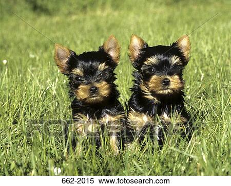 Stock Photography - Two Yorkshire Terrier puppies in a field. Fotosearch