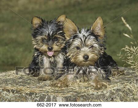 Two Yorkshire Terrier puppies on a rock View Large Photo Image Stock Photo - Two Yorkshire Terrier puppies on a rock. Fotosearch