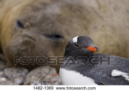 UK, South Georgia Island, Gentoo Penguin, Elephant Seal View Large Photo Image Stock Photo - UK, South Georgia Island, Gentoo Penguin, Elephant Seal. Fotosearch