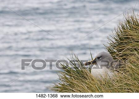 UK, South Georgia Island, Grey-headed Albatross, Thalassarche melanophrys View Large Photo Image Stock Photo - UK, South Georgia Island, Grey-headed Albatross, Thalassarche melanophrys. Fotosearch