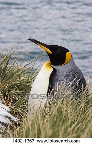 UK, South Georgia Island, King Penguin, Aptenodytes patagonicus View Large Photo Image Stock Photo - UK, South Georgia Island, King Penguin, Aptenodytes patagonicus. Fotosearch