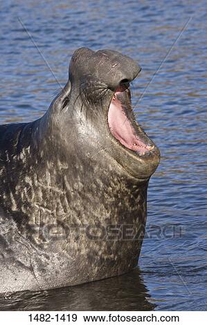 water, bull, seal, sea, day, outdoors, noise View Large Photo Image Stock Photo - water, bull, seal, sea, day, outdoors, noise. Fotosearch