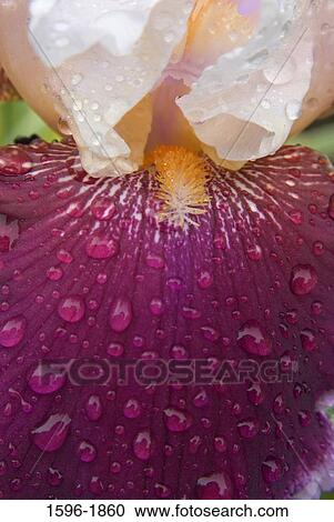 Water drops on a Crimson Snow Iris flower View Large Photo Image Stock Image - Water drops on a Crimson Snow Iris flower. Fotosearch