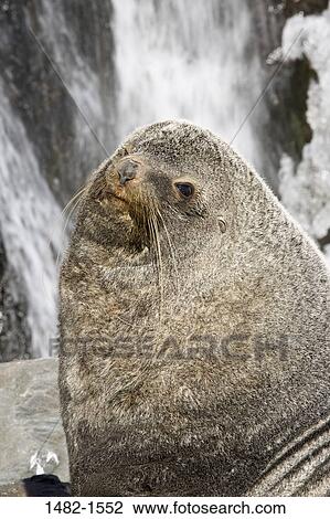 water, fur, seal, stone, day, outdoors, nature View Large Photo Image Stock Image - water, fur, seal, stone, day, outdoors, nature. Fotosearch