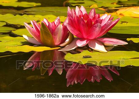 Water Lilies In A Pond Quail Botanical Gardens Encinitas San