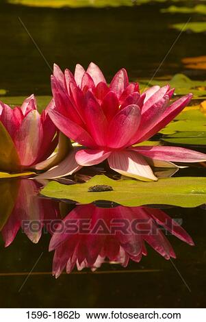 Water Lilies in a pond, Quail Botanical Gardens, Encinitas, San Diego County, California, USA View Large Photo Image Stock Image - Water Lilies in a pond, Quail Botanical Gardens, Encinitas, San Diego County, California, USA. Fotosearch