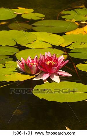 Water Lily In A Pond Quail Botanical Gardens Encinitas San