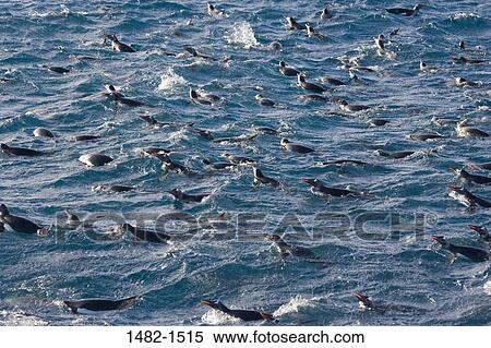 water, penguin, sea, bird, blue, swimming, splash View Large Photo Image Stock Photography - water, penguin, sea, bird, blue, swimming, splash. Fotosearch