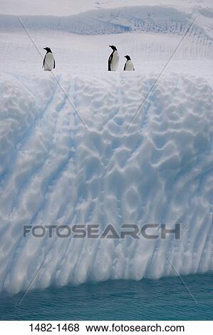 water, penguin, sea, bird, ice, day, cold View Large Photo Image Stock Photo - water, penguin, sea, bird, ice, day, cold. Fotosearch