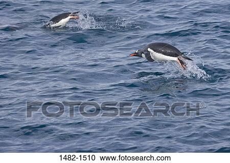 water, penguin, sea, jumping, bird, blue, swimming View Large Photo Image Stock Image - water, penguin, sea, jumping, bird, blue, swimming. Fotosearch