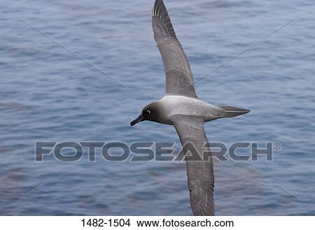 water, sea, bird, flying, wing, day, outdoors View Large Photo Image Picture - water, sea, bird, flying, wing, day, outdoors. Fotosearch