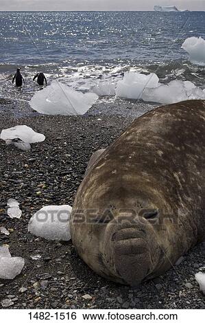 water, seal, sea, bird, ice, broken, beach View Large Photo Image Stock Photograph - water, seal, sea, bird, ice, broken, beach. Fotosearch