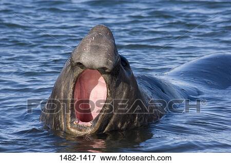 water, seal, sea, day, outdoors, noise, calling View Large Photo Image Stock Photo - water, seal, sea, day, outdoors, noise, calling. Fotosearch