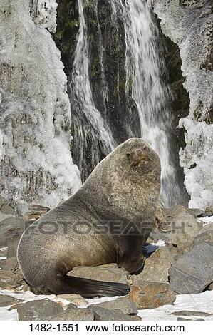 water, seal, sitting, ice, stone, day, cold View Large Photo Image Stock Image - water, seal, sitting, ice, stone, day, cold. Fotosearch