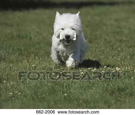 Stock Photograph - West Highland White Terrier carrying a toy. Fotosearch