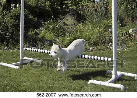 West Highland White Terrier jumping an agility jump View Large Photo Image Stock Photo - West Highland White Terrier jumping an agility jump. Fotosearch