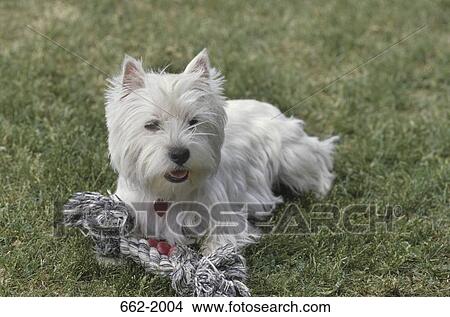 West Highland White Terrier playing with training dummy View Large Photo Image Picture - West Highland White Terrier playing with training dummy. Fotosearch