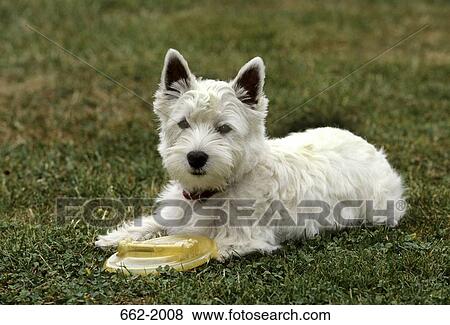 West Highland White Terrier sitting in a field with a plastic disc View Large Photo Image Stock Photo - West Highland White Terrier sitting in a field with a plastic disc. Fotosearch